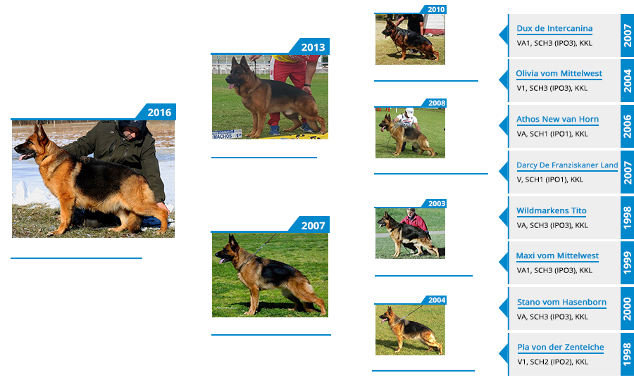 Breeding Female - V Quila vom Mittelwest Pedigree