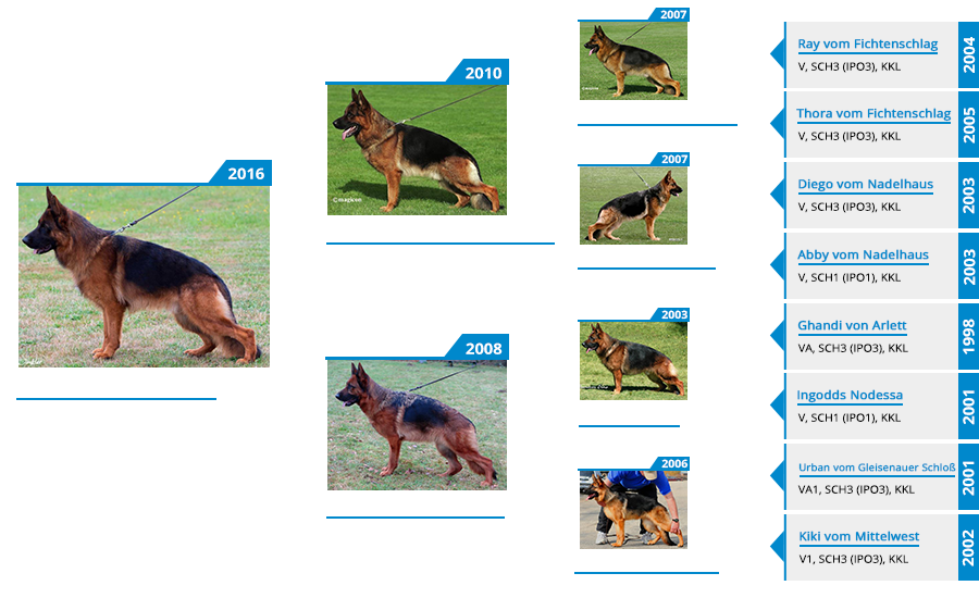 Stud - V Blast vom Mittelwest Sch3 (IPO3), KKL Pedigree