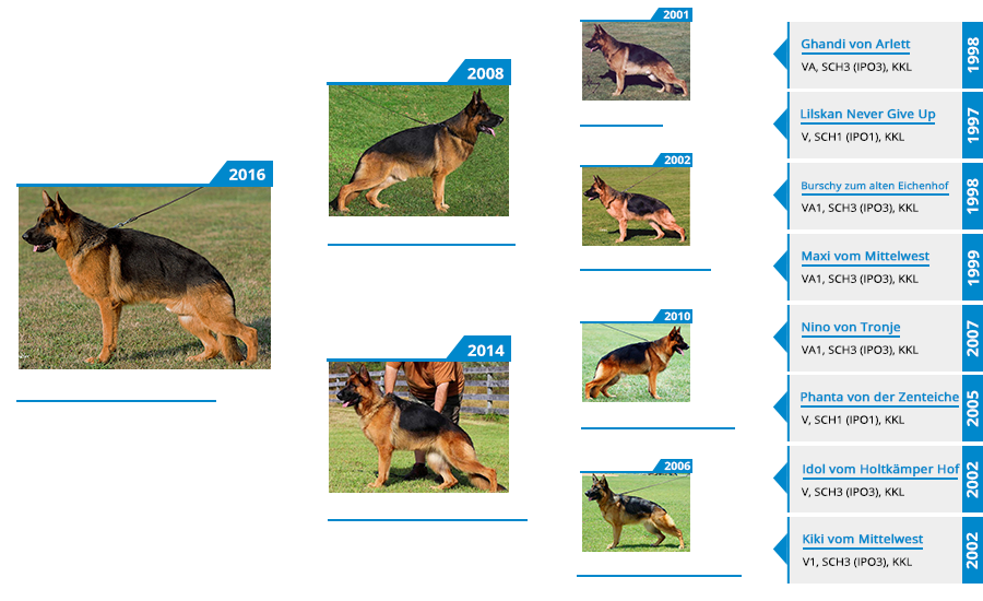 Stud - V Echo vom Mittelwest Sch3 (IPO3), KKL Pedigree