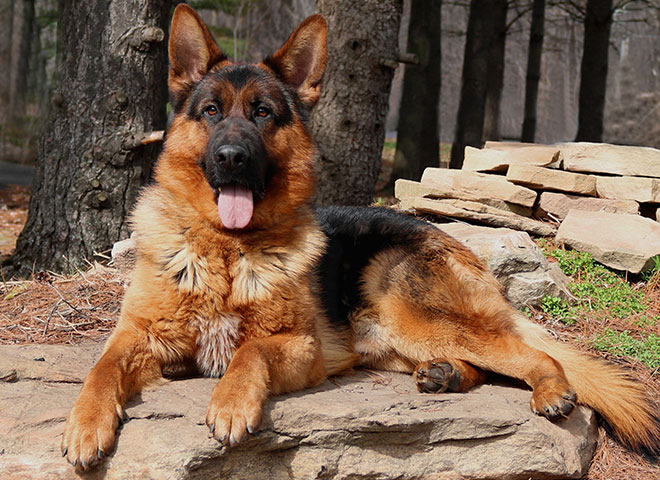 Mittelwest s World Class Male German Shepherds For Sale mittelwest-s-world-class-male-german-shepherds-for-sale