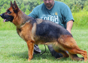 Mittelwest Retired Adult Female For Sale - Vanna vom Mittelwest