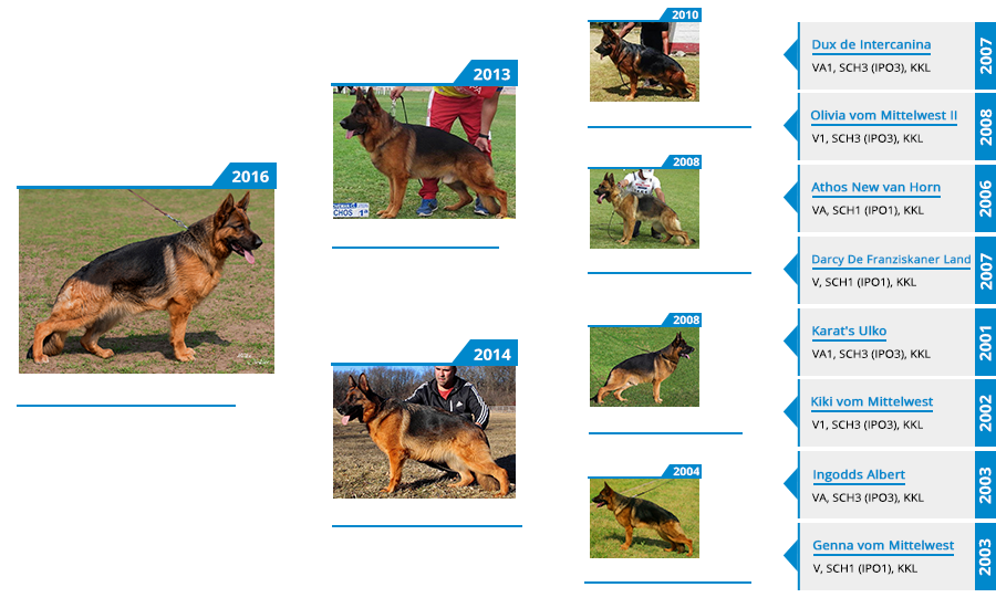 Breeding Female - Ivanka vom Mittelwest Pedigree