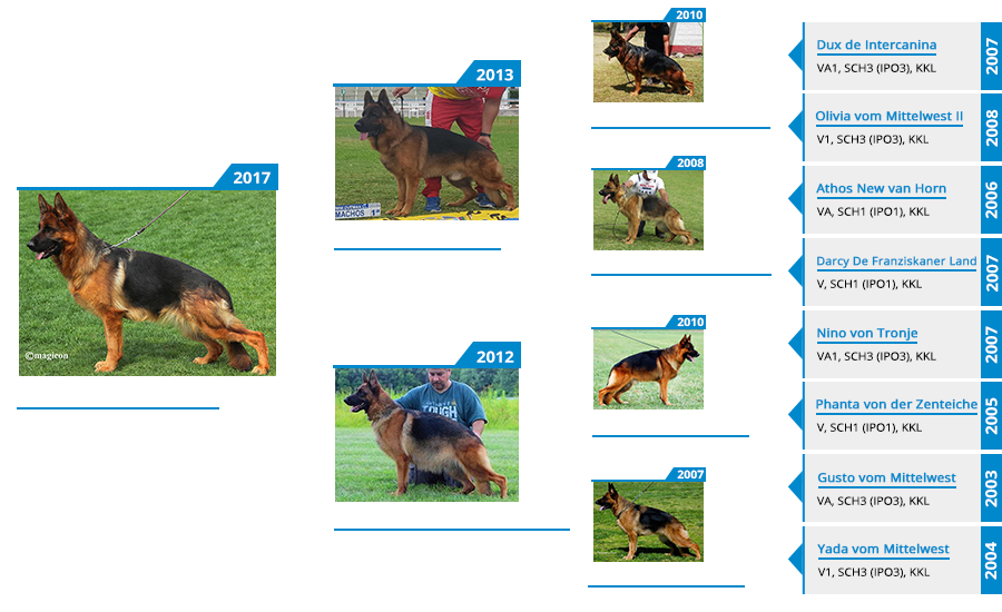 Mittelwest Breeding Females - Opal vom Mittelwest Pedigree
