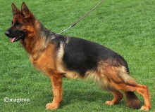 Mittelwest Retired Breeding Female - V Opal vom Mittelwest Sch1 (IPO1)