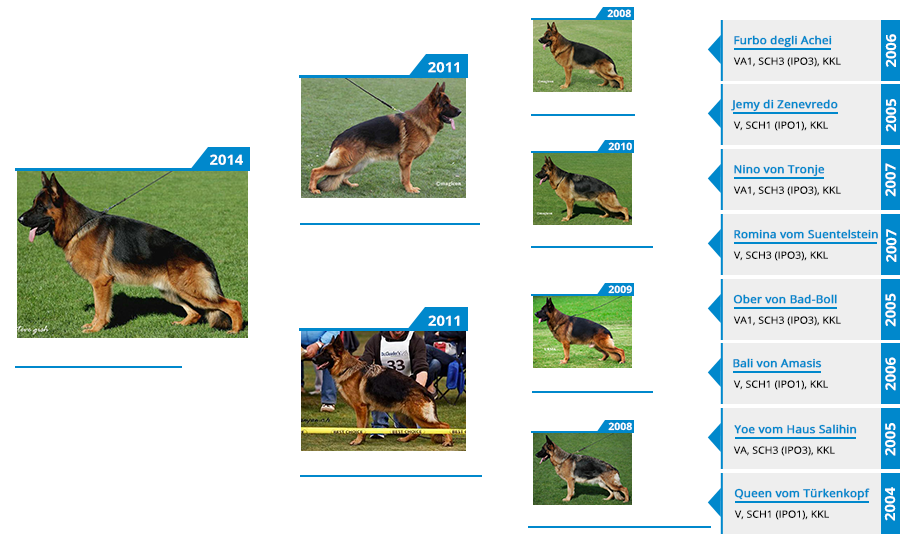 Stud V Adel von Edelweiss Pedigree