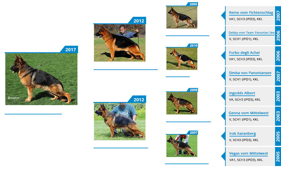 Dam - V Dory vom Mittelwest Pedigree