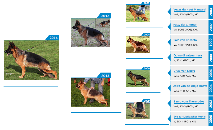 Breeding Females - Halle Team Semper Viktor Pedigree