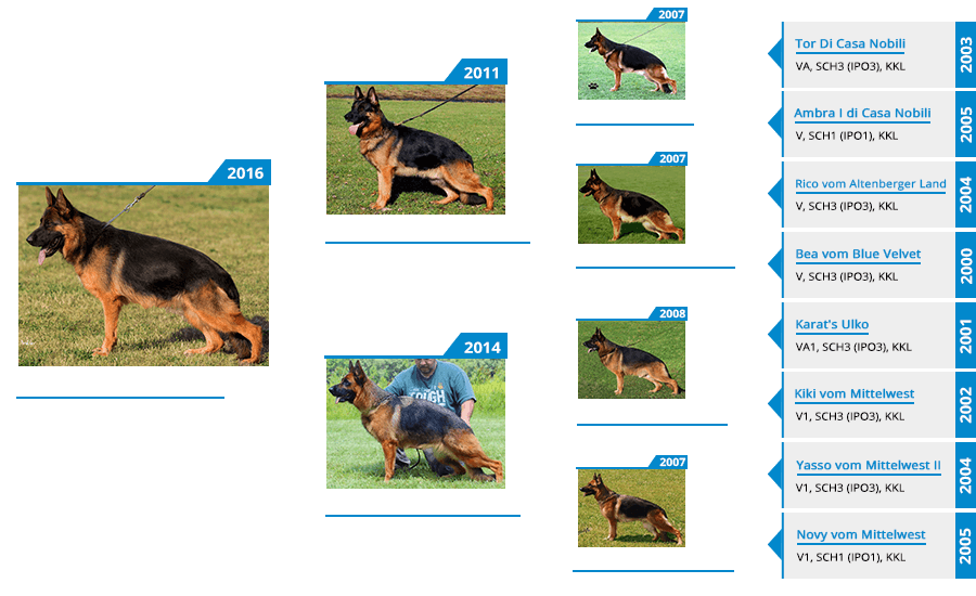Mittelwest Breeding Females - Xaska vom Mittelwest Pedigree