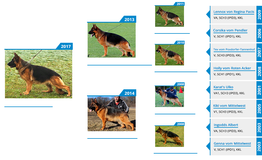 Mittelwest's Breeding Females - V Riz vom Mittelwest Pedigree