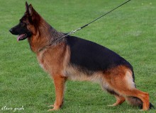 Mittelwest's World Class Breeding Female German Shepherd Dogs