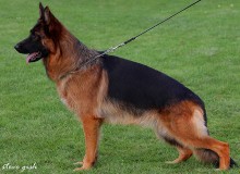 Mittelwest Retired Breeding Female - Pasha vom Mittelwest
