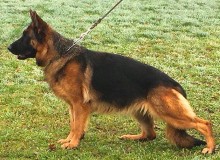 Mittelwest's Retired Breeding Females - V Riz vom Mittelwest