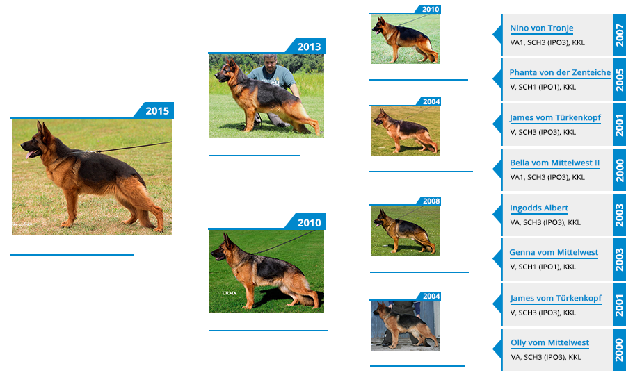 Mittelwest's Breeding Females - Gilly vom Mittelwest Pedigree