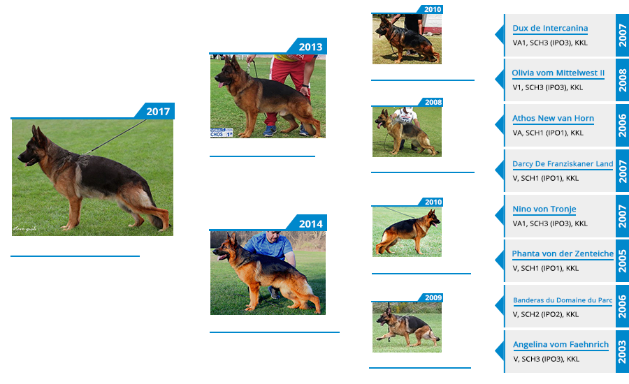 Breeding Female - V Holly vom Mittelwest Pedigree