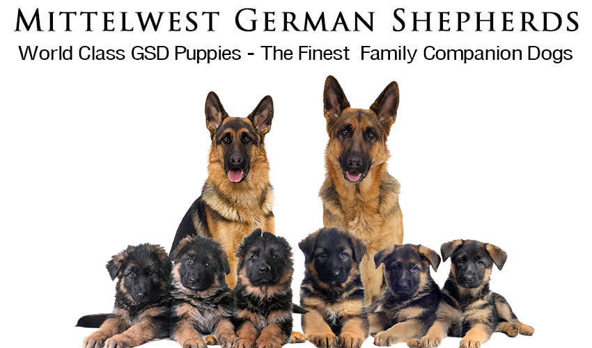 Mittelwest Prized World Renowned German Shepherd Puppies For Sale