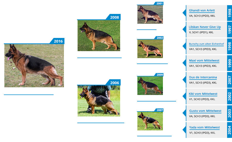 Breeding Females - Laney vom Mittelwest - Pedigree