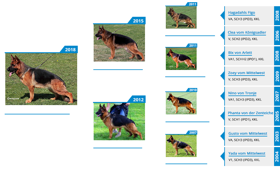 Mittelwest's Breeding Females - V Ophelia vom Mittelwest Pedigree