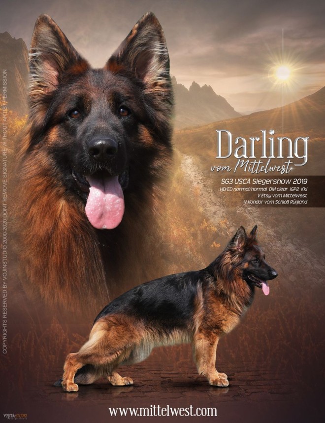 Mittelwest Breeding Female Darling vom Mittelwest KKL