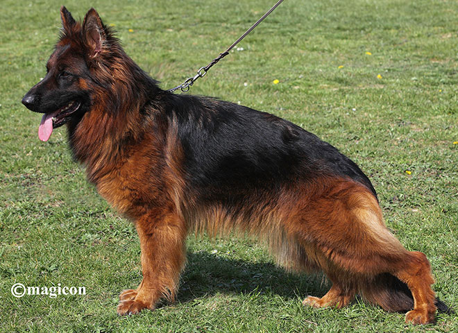 Mittelwest german shepherd deals cost