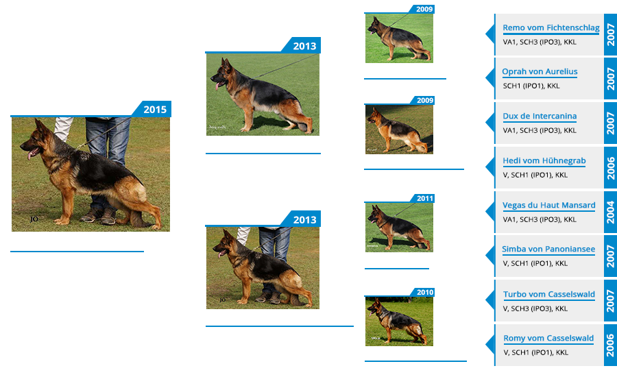 Mittelwest's Breeding Females - Vally vom Casselswald Pedigree