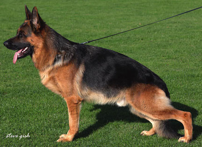 Mittelwest Champion Stud - Untox aus Der Brunnenstrasse