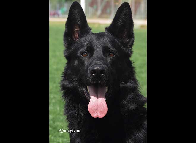 Mittelwest Champion Stud - Mac vom Wolfsfriede