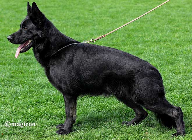 Mittelwest Champion Stud - Mac vom Wolfsfriede