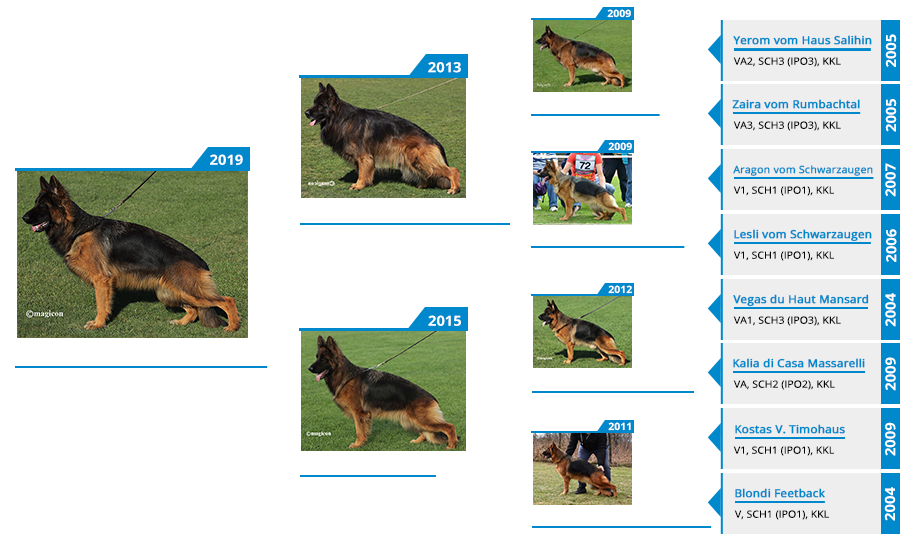 mittelwest-breeding-female-adrianna-vom-team-armada-pedigree