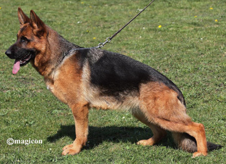 Mittelwest Breeding Female - Danka vom Mittelwest