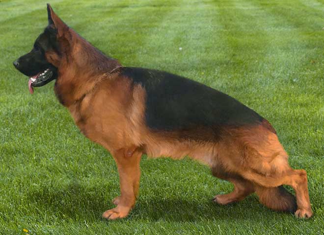 Mittelwest Champion Stud - Fanto von Farhantal Sch2 KKL Mittelwest Champion Stud - Fanto von Farhantal Sch2 KKL