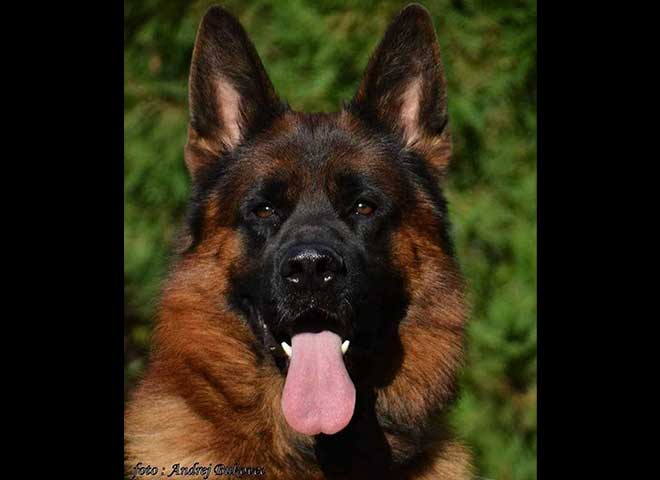 Mittelwest Champion Stud - Fanto von Farhantal Sch2 KKL Mittelwest Champion Stud - Fanto von Farhantal Sch2 KKL