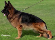 Mittelwest Champion Stud - VA Bruce von Cohinor Sch3 KKL
