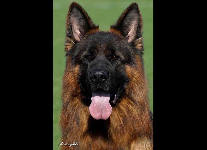 Mittelwest Champion Stud - VA Bruce von Cohinor Sch3 KKL