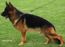 Mittelwest Adult Male For Sale - Obi vom Mittelwest