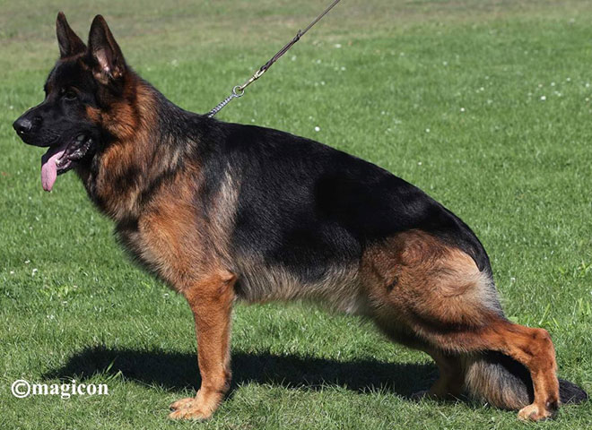 Mittelwest Champion Stud - Ultravox von Arlett Mittelwest Champion Stud - Ultravox von Arlett