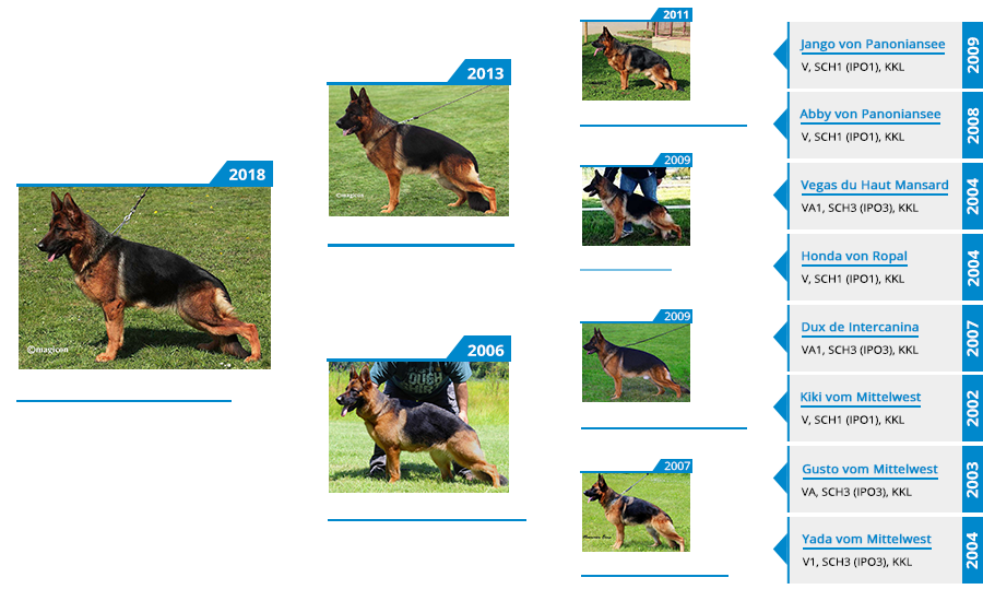 Dam - Meera vom Mittelwest Pedigree