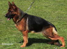 Mittelwest's Breeding Female Bred In Germany - Meera vom Mittelwest