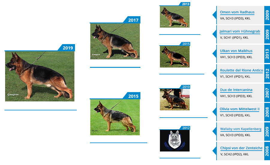 Champion Stud Woody von der Zenteiche Pedigree