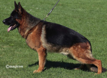 Mittelwest Champion Stud Enco Splitberg