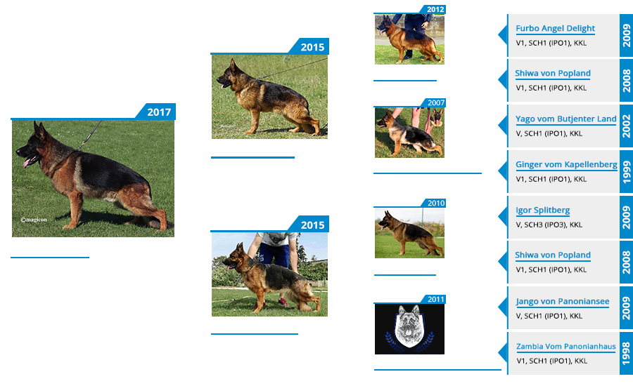 Mittelwest Champion Stud - Enco Splitberg