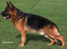 Mittelwest Champion Stud - Woody von der Zenteiche