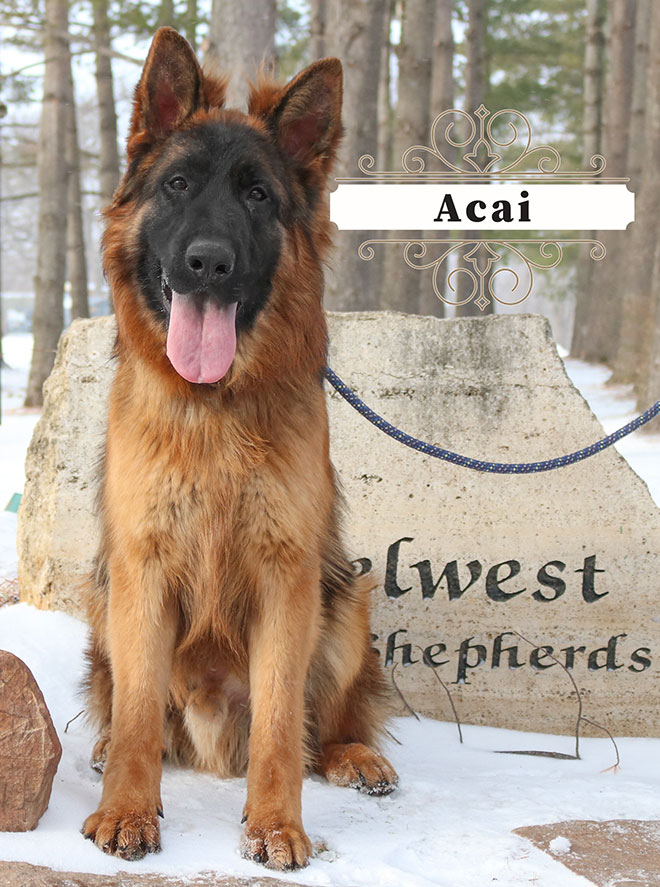 Mittelwest Adult Male For Sale - Acai