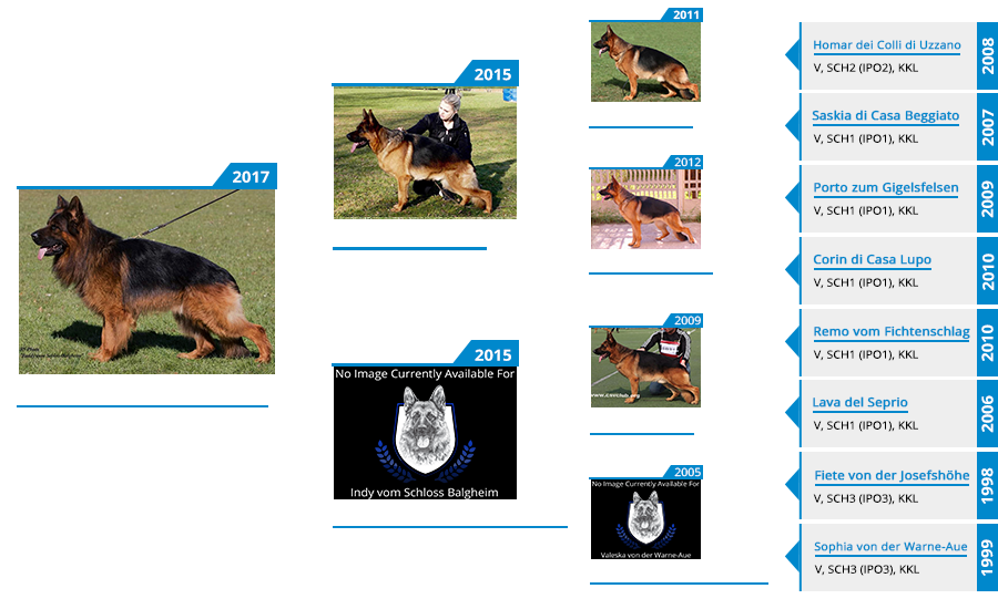 Stud Paddy vom Schloss Balgheim Pedigree