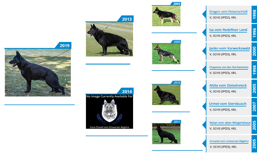 Dam - Escada vom Schwarzen Baghiro IGP3, KKL Pedigree
