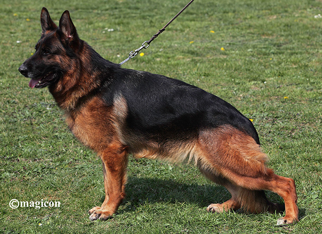 Mittelwest Adult Female For Sale - Arya vom Mittelwest IGP1