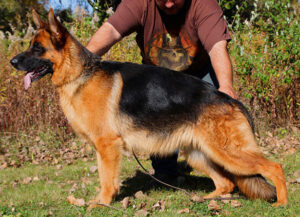 Mittelwest Adult Female For Sale - Nike vom Mittelwest