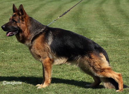Mittelwest Breeding Female - Wynri vom Mittelwest Igp2 KKL