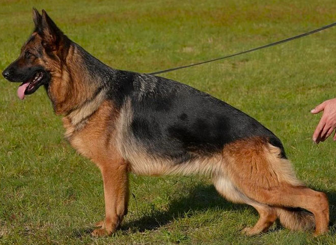 Mittelwest Breeding Female - Vanity vom Essweiler KKL
