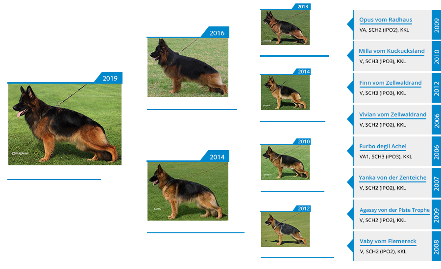 Mittelwest Breeding Female - Emma Squadra Silvalacus IGP1, KKL - Pedigree