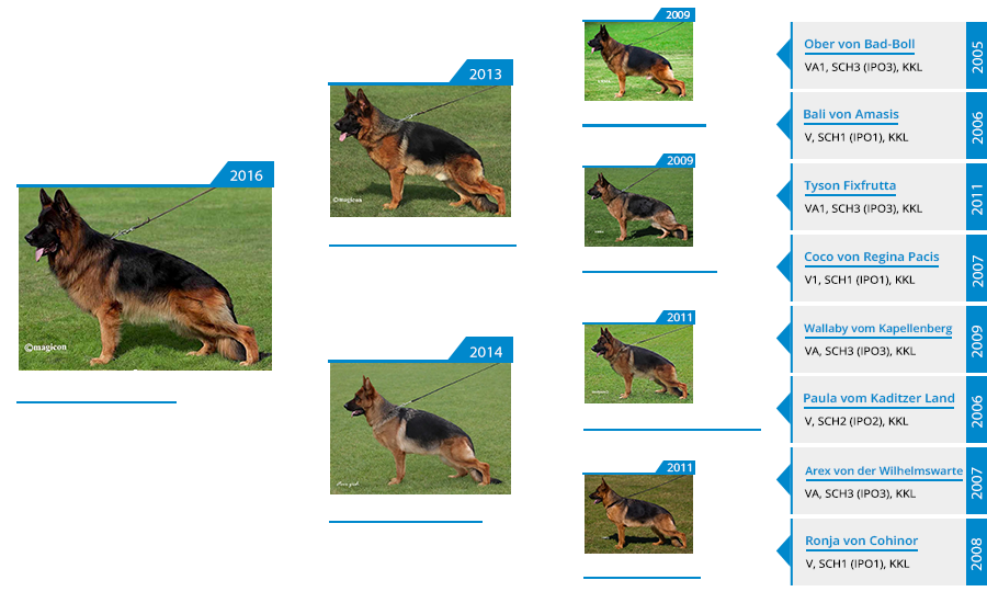 Mittelwest Champion Stud - Bruce von Cohinor Pedigree